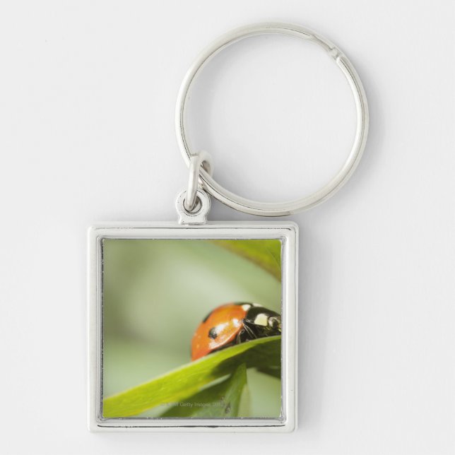 Ladybird on leaf,Ladybug on leaf Key Ring (Front)