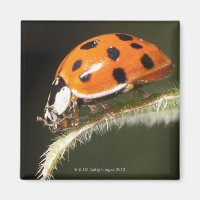 Ladybird on leaf,Ladybug on leaf