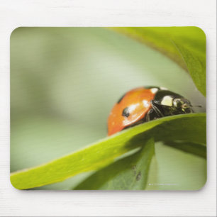 Ladybird on leaf,Ladybug on leaf Mouse Pad