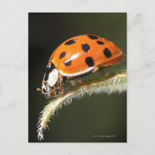 Ladybird on leaf,Ladybug on leaf Postcard