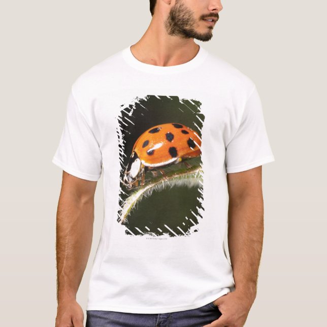 Ladybird on leaf,Ladybug on leaf T-Shirt (Front)