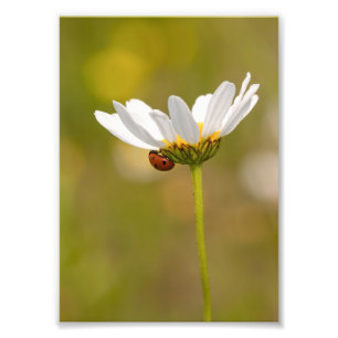 Ladybird on Oxeye Daisy Photo Print 5x7 inch