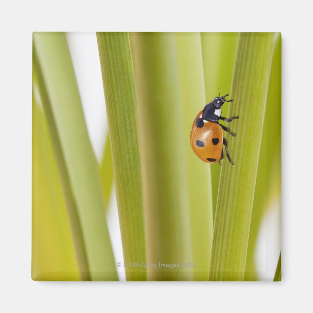 Ladybird on plant stems magnet (Front)