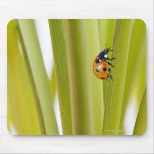 Ladybird on plant stems mouse pad