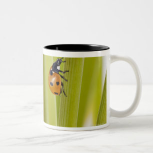 Ladybird on plant stems Two-Tone coffee mug