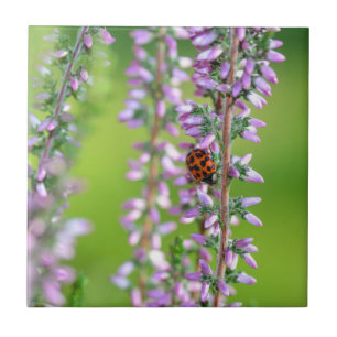 Ladybird on purple flowers    ceramic tile
