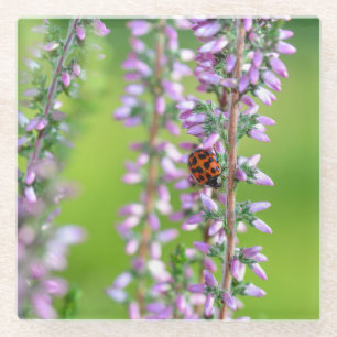Ladybird on purple flowers   glass coaster