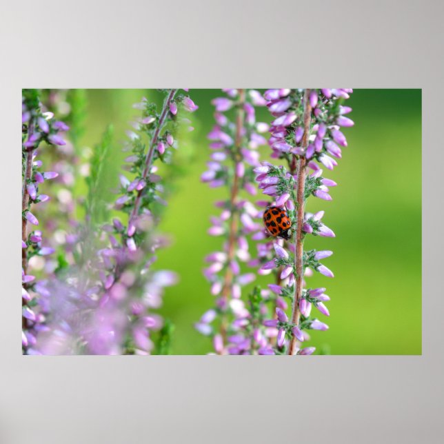 Ladybird on purple flowers poster (Front)