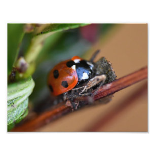 Ladybird photo print