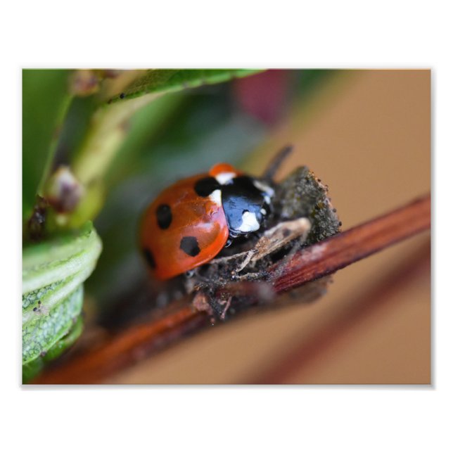 Ladybird  photo print (Front)