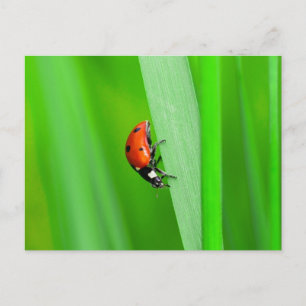 Ladybird Postcard