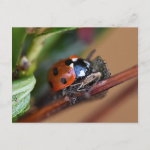 Ladybird postcard