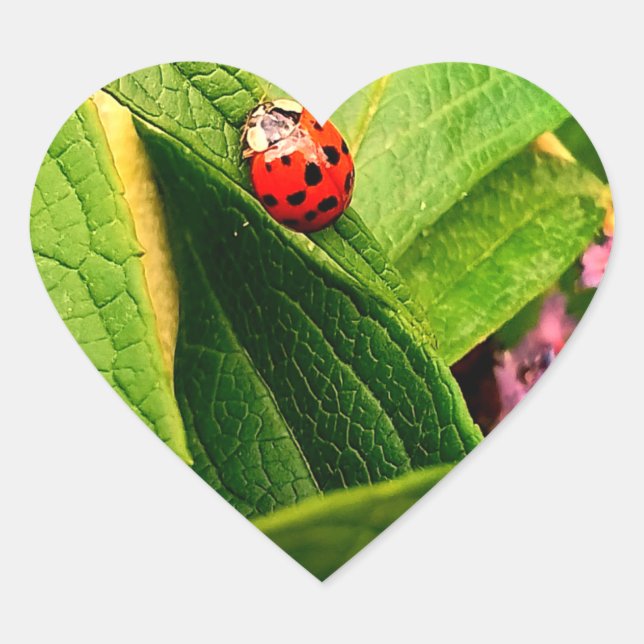 Ladybird Sticker (Front)
