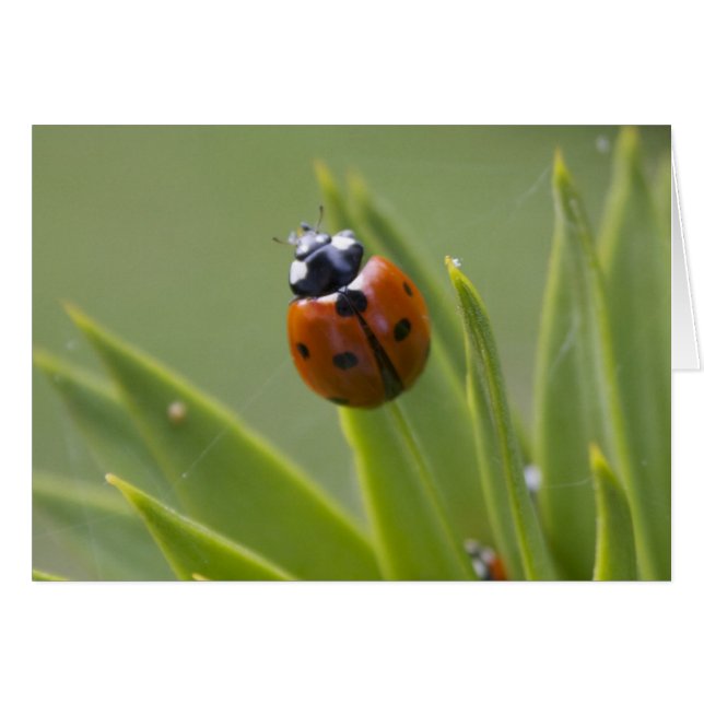 Ladybug (Front Horizontal)