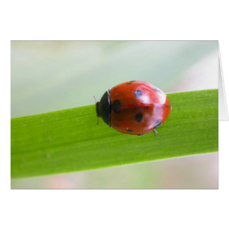 Ladybug