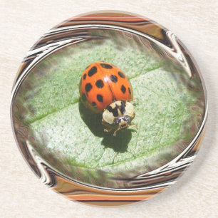 Ladybug 187 ~ coaster