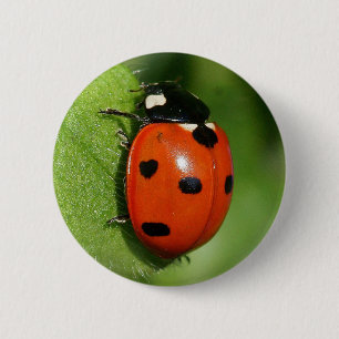 Ladybug 6 Cm Round Badge