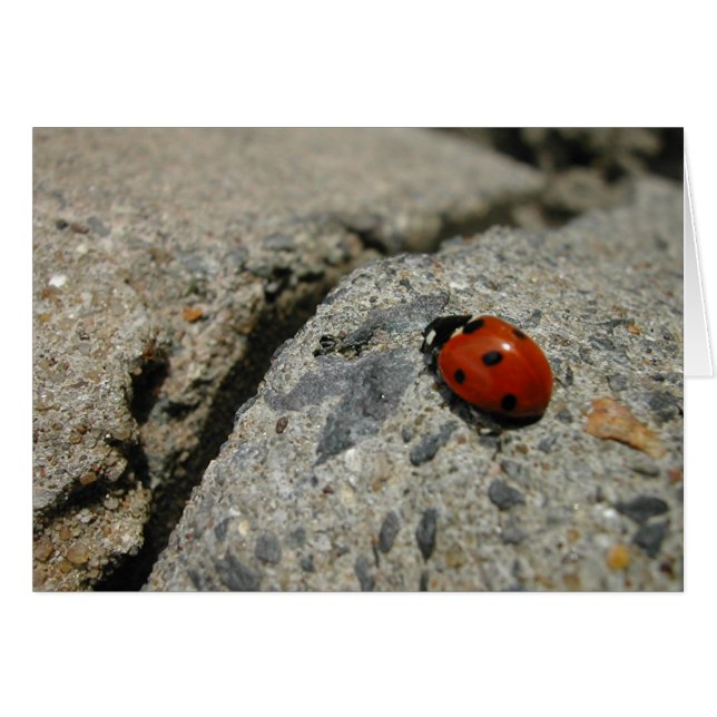 ladybug an the kurb (sidewalk) (Front Horizontal)