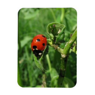 Ladybug and Aphids Magnet