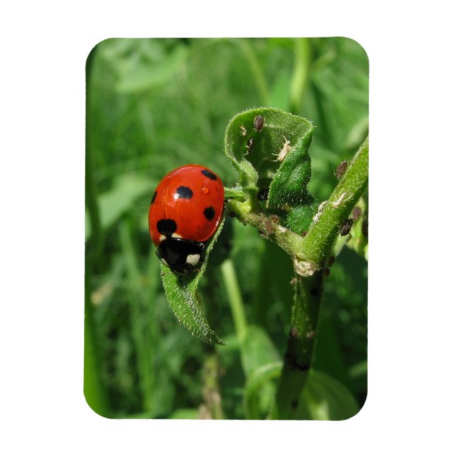 Ladybug and Aphids Magnet (Vertical)