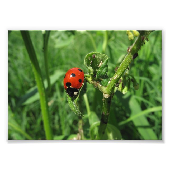 Ladybug and Aphids Photo Print (Front)