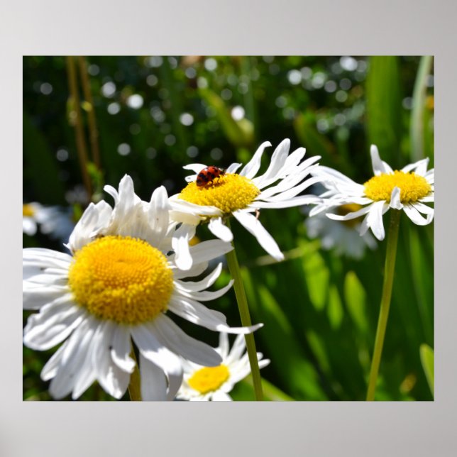 Ladybug and Daisies Poster (Front)