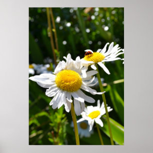 Ladybug and Daisies Poster