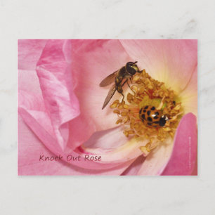 Ladybug and Fly on a Knock Out Rose Postcard
