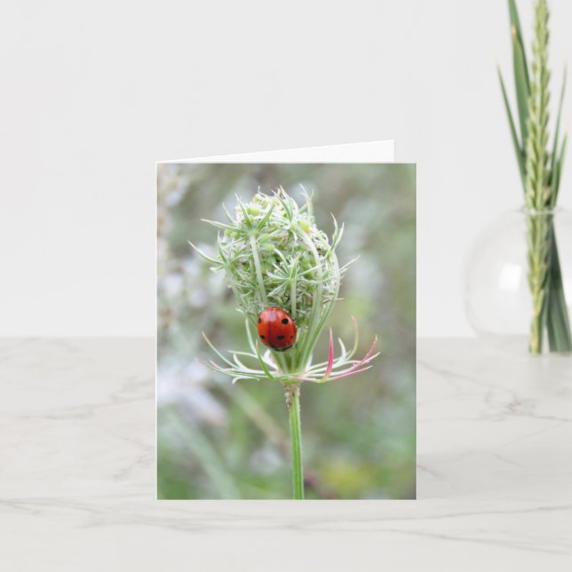 Ladybug and Wildflower - Blank Greeting Card (Front)