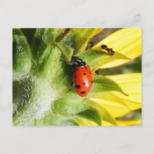 Ladybug & Ant Postcard