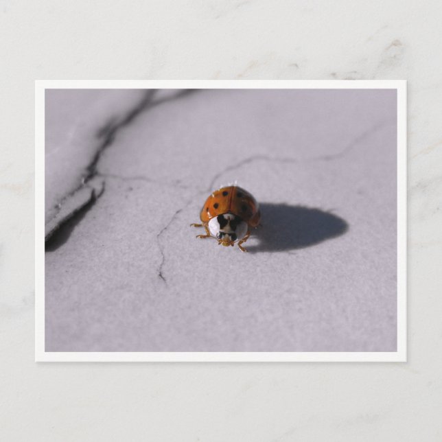 Ladybug Beetle Macro Wildlife Photography Postcard (Front)