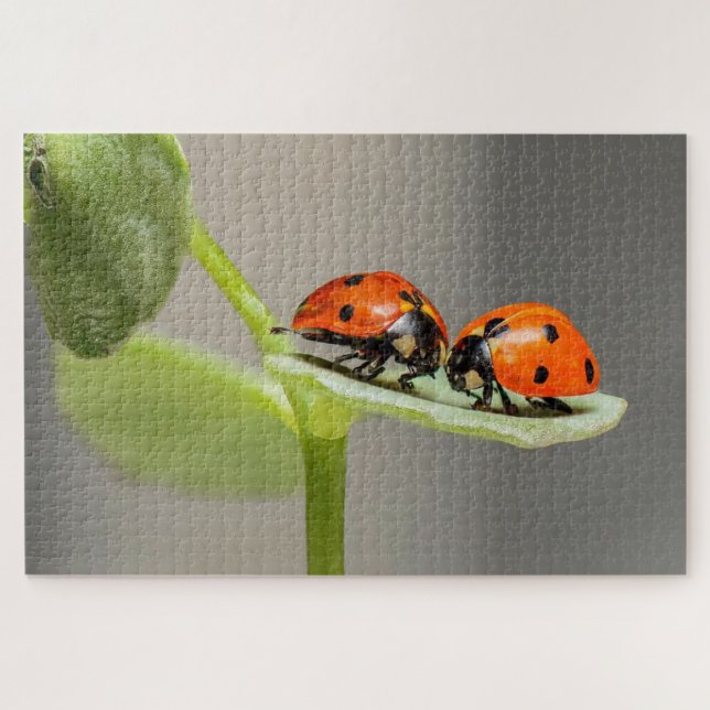 Ladybug beetles on a leaf jigsaw puzzle (Horizontal)