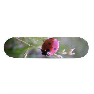 Ladybug board skateboard