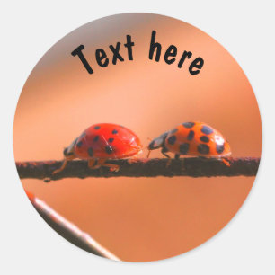 Ladybug Buddies Nature Personalised Classic Round Sticker