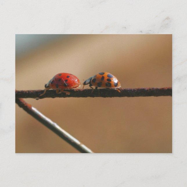 Ladybug Buddies Nature Photography  Postcard (Front)