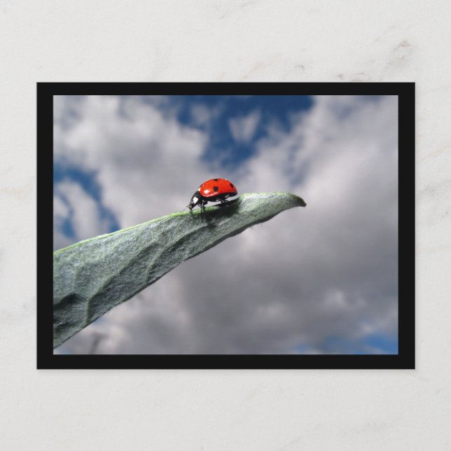 Ladybug Calm Before the Storm Postcard (Front)