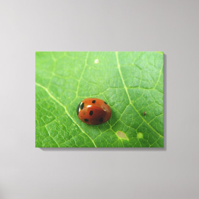 Ladybug Canvas Print (Front)