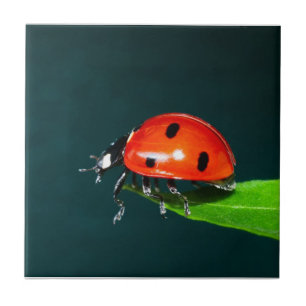 Ladybug Ceramic Tile