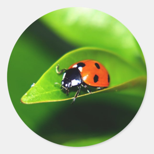 Ladybug Classic Round Sticker (Front)