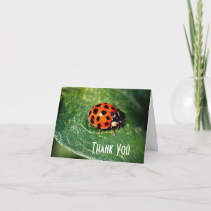 Ladybug Close Up Nature Thank You Card
