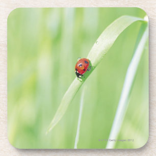 Ladybug Coaster