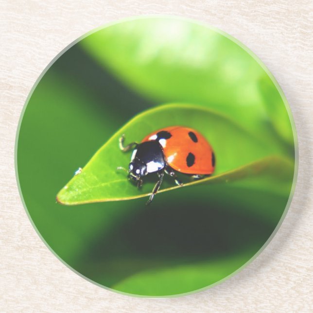 Ladybug Coaster (Front)
