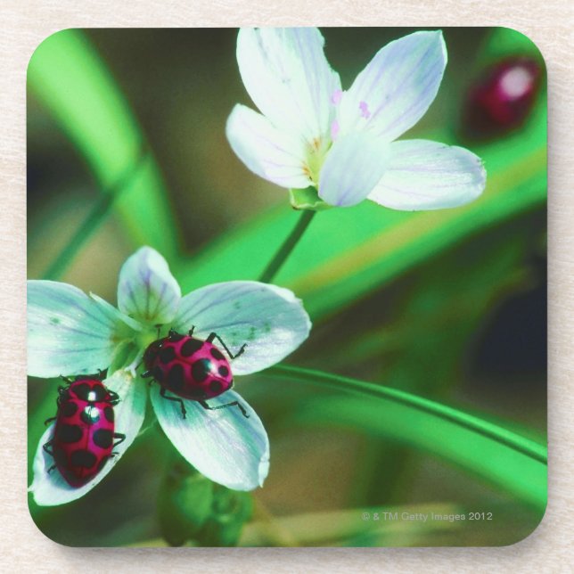 Ladybug Coaster (Front)