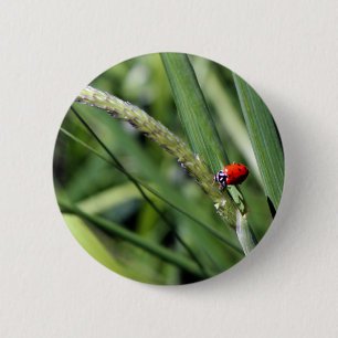 Ladybug (Coccinellidae) 6 Cm Round Badge