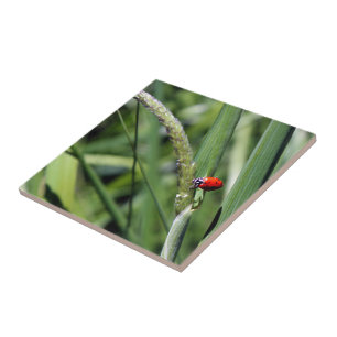 Ladybug (Coccinellidae) Ceramic Tile