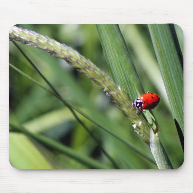 Ladybug (Coccinellidae) Mouse Pad (Front)