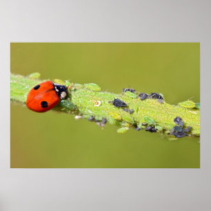 Ladybug eating aphids poster
