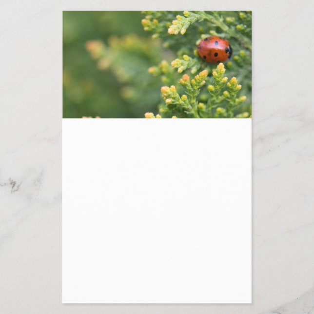 Ladybug Flyer (Front)