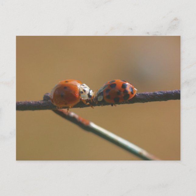 Ladybug Friends Nature Photography Postcard (Front)