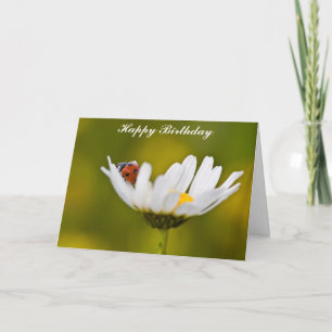 Ladybug in Oxeye Daisy Birthday Card
